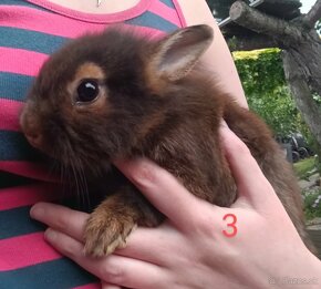 ❤ predám zdrobnené králičky - 1