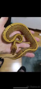 Python regius