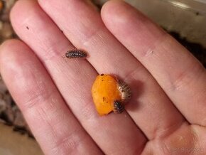 Isopod Armadillidium klugii