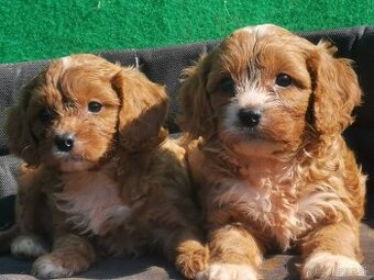 Cavapoo(cavalier +Pudel)