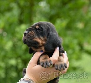 Black and Tan Coonhound - 1