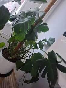 Monstera deliciosa