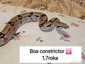 Python Regius, Boa Constrictor