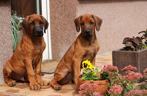 CHS Malumiwanga Rhodesian Ridgeback