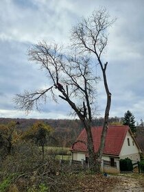 Výrub rizikových stromóv / arboristické práce