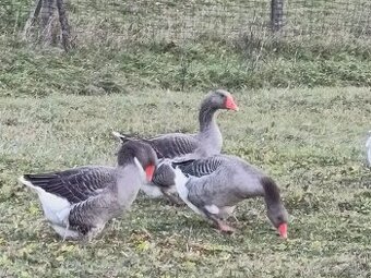 Landeské husi.