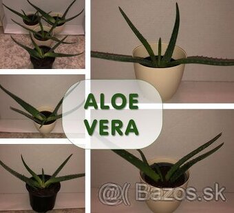 Predám mladé rastliny Aloe Vera– Vaša domáca liečivá záhrada