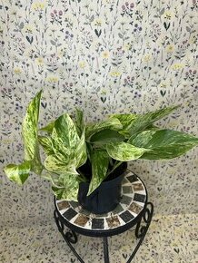 Epipremnum Marble QUEEN