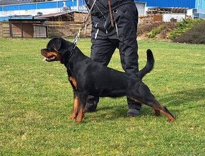 Steniatka rottweilera,rotvajlera,rtw,rotty s PP