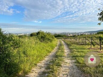 BA/RAČA - Investícia alebo pestovanie vína? Vinohrad na pred