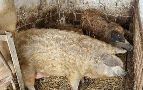 Mangalica x Durok