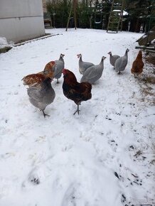 Araucana, perlička