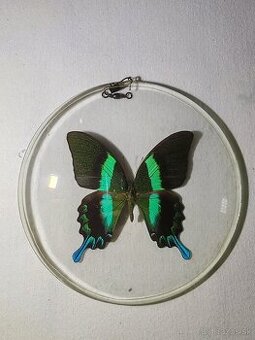 Motýľ Papilio blumei