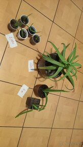 kaktus aloe vera