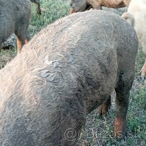 Odstavcata durok mangalica