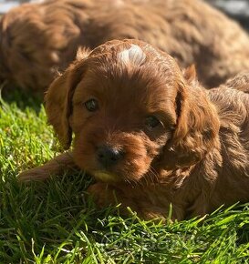 Cavapoo