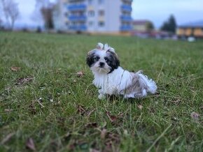 Mini Shi-tzu