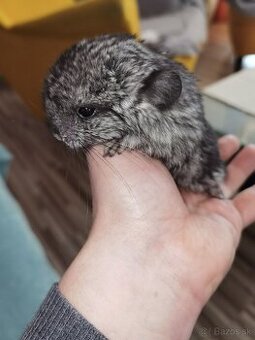 Činčila (Chinchilla Lanigera)