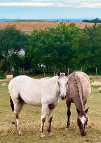 Appaloosa kobylka na predaj - 20