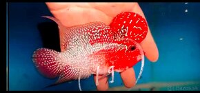 Flowerhorn - 20