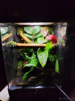 Terarium Exo terra - 20