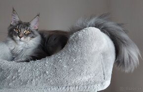 MAINE COON - mainská mývalia s PP - 20