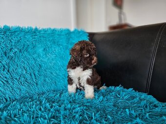 LAGOTTO ROMAGNOLO-brown, with super ped. FCI - 20