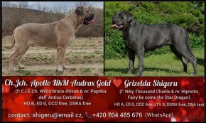 Cane Corso s PP (FCI) - 20