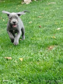 Cane Corso - 20