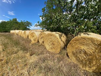 Lucerka a slama na predaj - 20