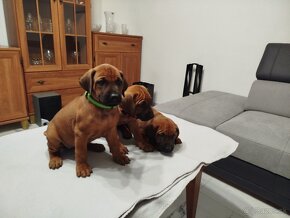 RHODESIAN RIDGEBACK - 20