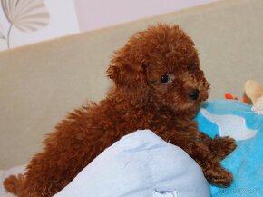 Toy pudla, Red Toy Poodle, Red Toy Pudel - 20