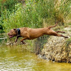 Bandog šteniatka - 20