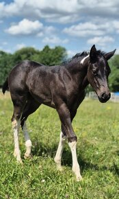 APH APHA PAINT HORSE ŽREBEC pripúšťanie - 20