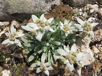 Androsace sempervivoides a iné skalničky - 20