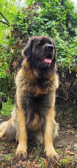 Leonberger s PP - 20