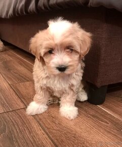 Mini maltipoo +36209877091 - 20