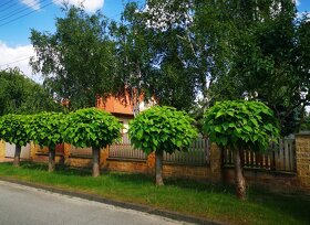 NA PREDAJ velký posch. 5 izb. RD na 18 ár.pozemku, pri NZ. - 20