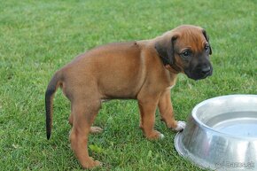 Ponúkam na krytie - Rodezsky Ridgeback - RR - 20