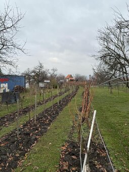 Vinohradnícky domček s vinicou v Skalici - 20