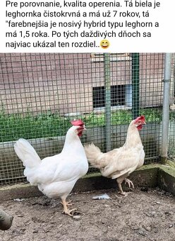 Nasadové vajcia ayam cemani - 20