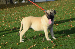 boerboel,  búrský buldok -jihoafrický mastif -feny - 20