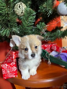 Welsh corgi pembrok - 20