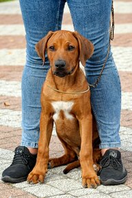 Šteniatka rodézskeho ridgebacka FCI - 20