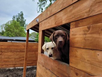 Šteniatka labrador na odber - 20