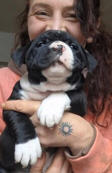 AMERICAN BULLY - 20