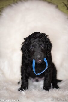 Curly Coated Retriever s PP - 20