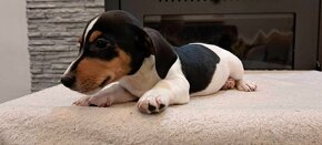 Jack Russell terier - 20