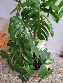 Monstera Deliciosa Albo Variegata - 2