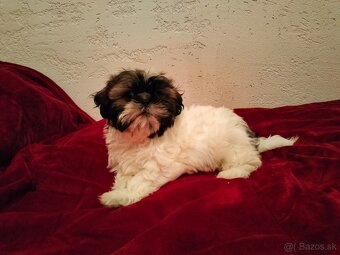 Shih-tzu, Shi - tzu - 2